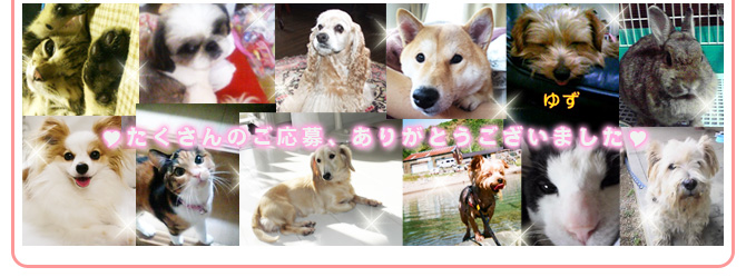 ��1��y�b�g�ʐ^�كI�[�v�j���O�L�����y�[��