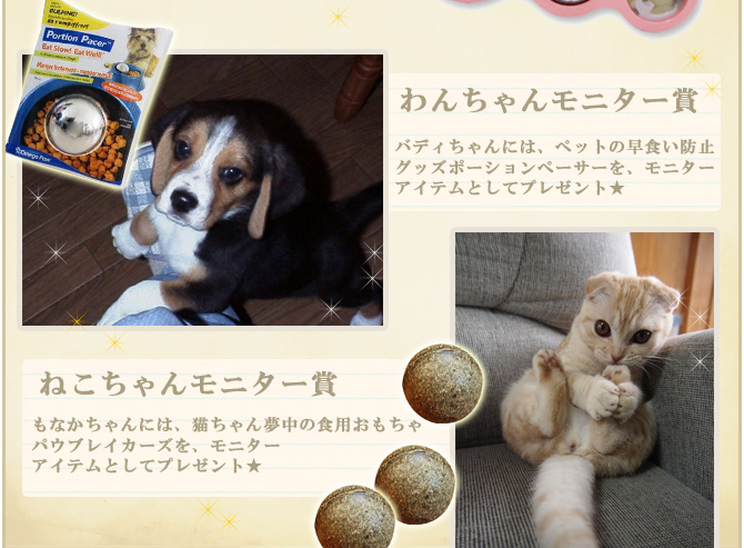 ��8��y�b�g�R���e�X�g�􌋉ʔ��\�I