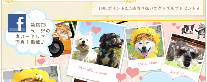 ��11��y�b�g�R���e�X�g�􌋉ʔ��\�I