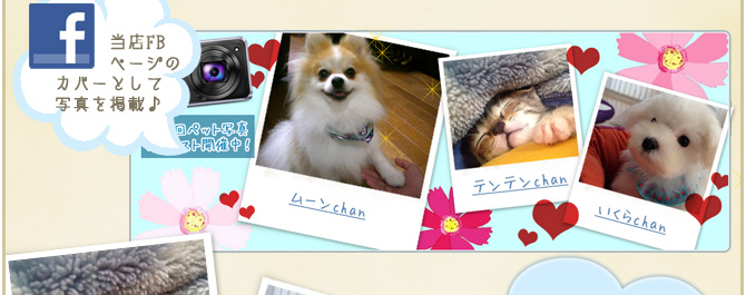 ��15��y�b�g�R���e�X�g�􌋉ʔ��\�I