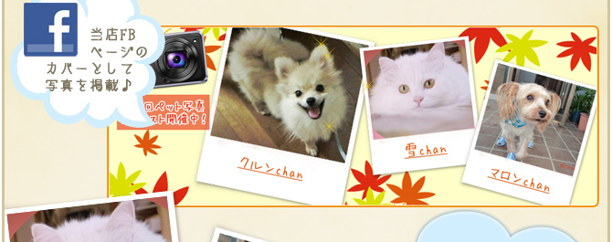 ��16��y�b�g�R���e�X�g�􌋉ʔ��\�I