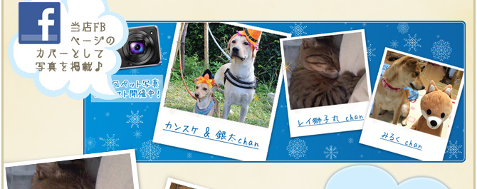 ��17��y�b�g�R���e�X�g�􌋉ʔ��\�I