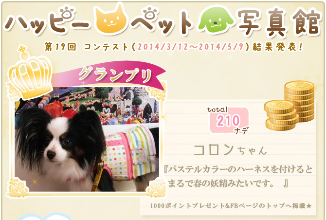 ��19��y�b�g�R���e�X�g�􌋉ʔ��\�I