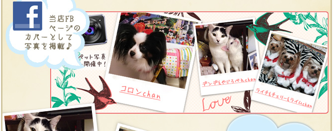 ��18��y�b�g�R���e�X�g�􌋉ʔ��\�I