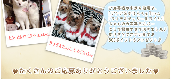 ��19��y�b�g�R���e�X�g�􌋉ʔ��\�I