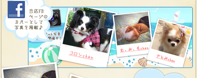 ��20��y�b�g�R���e�X�g�􌋉ʔ��\�I