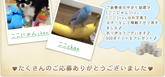 ��23��y�b�g�R���e�X�g�􌋉ʔ��\�I