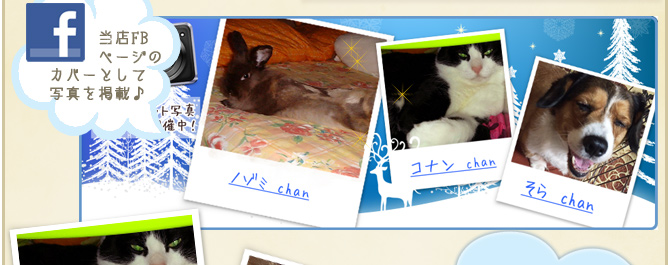 ��27��y�b�g�R���e�X�g�􌋉ʔ��\�I