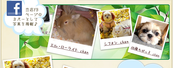 ��28��y�b�g�R���e�X�g�􌋉ʔ��\�I