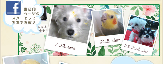 ��29��y�b�g�R���e�X�g�􌋉ʔ��\�I