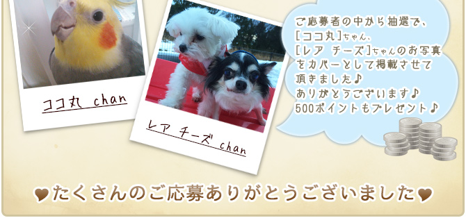 ��29��y�b�g�R���e�X�g�􌋉ʔ��\�I