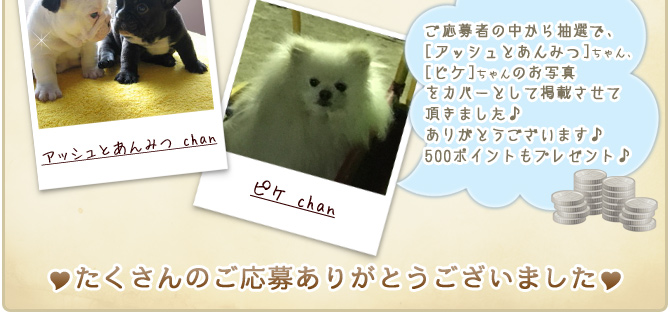 ��33��y�b�g�R���e�X�g�􌋉ʔ��\�I