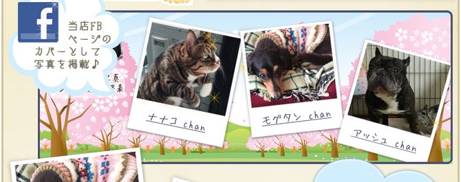 ��39��y�b�g�R���e�X�g�􌋉ʔ��\�I